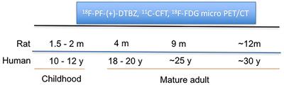 Increased Vesicular Monoamine Transporter 2 (VMAT2) and Dopamine Transporter (DAT) Expression in Adolescent Brain Development: A Longitudinal Micro-PET/CT Study in Rodent